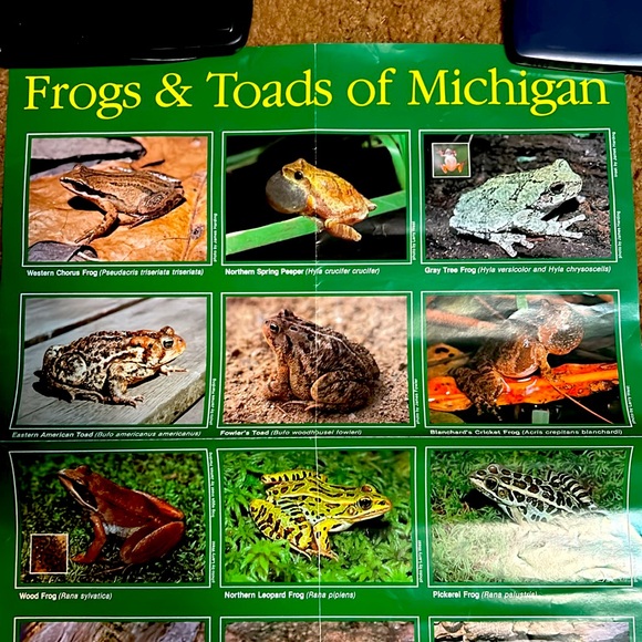 Frogs & Toads of Michigan Poster - Picture 2 of 3
